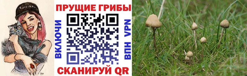 Псилоцибиновые грибы Cubensis  Камень-на-Оби 